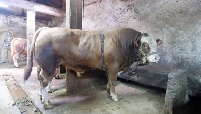 Tam 1 Ton 200 Kilo! Bu Eşsiz Ürün Alıcısını Buldu