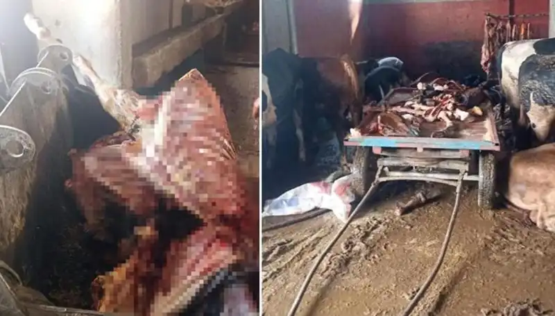 Adana'da Şok: 2,5 Ton At Eti Ele Geçirildi, 4 At Hayata Döndürüldü!