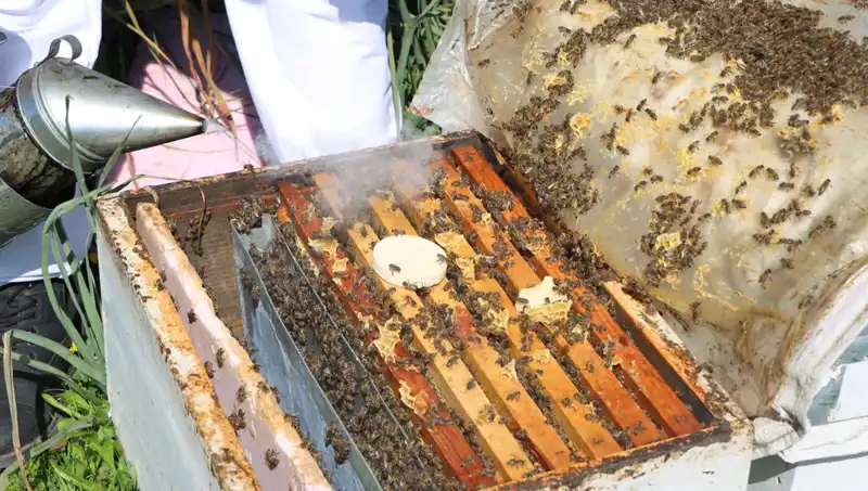 Genç Arıcı Yurt Dışına Bal Satıyor: Ata Mesleği Yeniden Canlanıyor
