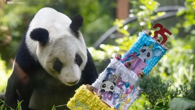 ** Dev Panda Xin Xin, 35. Doğum Gününü Kutladı: Panda Severler İçin Unutulmaz Bir An!**