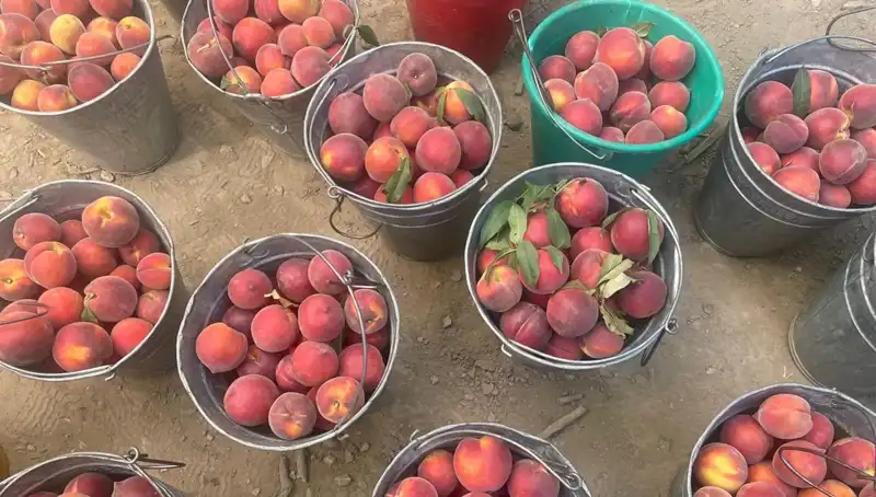 Hasat Sezonu Heyecanı: Çiftçinin Yüzü 100 Lira Kilogram Fiyatıyla Güldü!