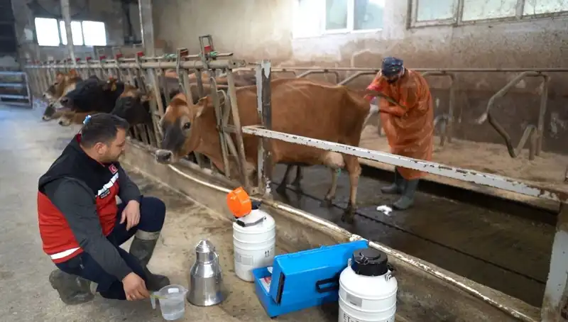 Türkiye’de İlk Kez Uygulanan Jersey Sperması ile Hayvancılıkta Dev Atılım