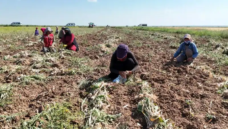 Rusya, Almanya ve İspanya'nın Antibiyotiği: Yenilikçi Hasatta Neler Değişiyor?