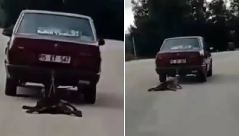 Otomobilin Arkasında Sürüklenen Köpek: Hayvanseverlerin Tepkisi Büyük