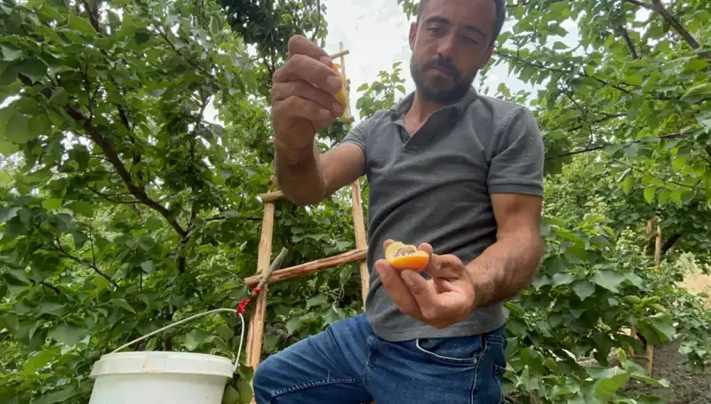 Damakları Şenlendiren Lezzet: 50-70 TL Arasında Satışta!