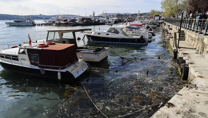 İstanbul'da Müsilaj Krizi: Denizdeki Tehlikenin Yeniden Başlaması