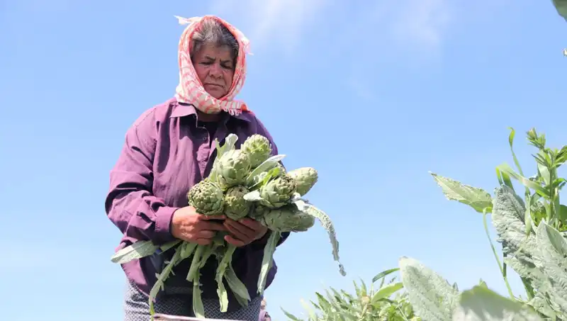 Tarladan Sofralara: Tezgah Fiyatları 50 TL'ye Ulaştı, Nedenleri Neler?