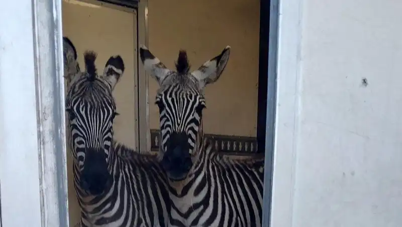 Sınırda Durdurulan Minibüsten Çıkan Hayvanlar: Zebra, Maymun ve Daha Fazlası!