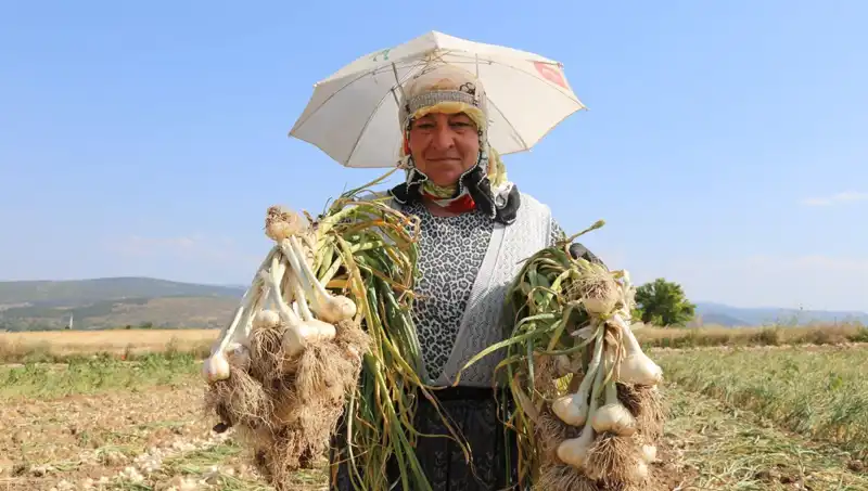 Kış Gelmeden Kavurucu Sıcaklıkta Zor Çalışanların Kısa Sürede Kazandığı 1200 TL