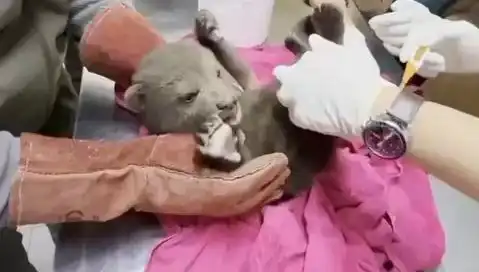 Karabük’te Yavru Bozayı Bulundu: Doğanın Korunması İçin Önemli Bir Gelişme