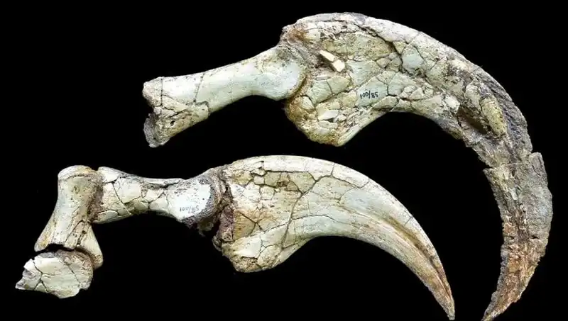 Gobi Çölü'nde İki Parmaklı Dinozor Türü Keşfedildi: Bilim Dünyasını Şaşırttı!