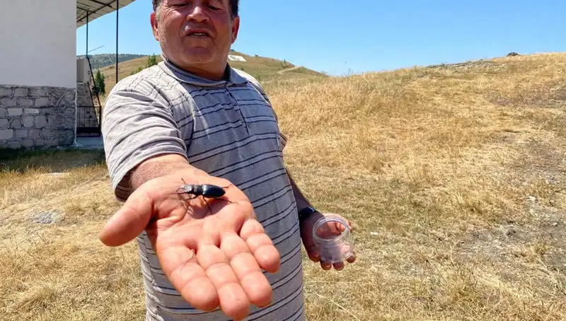 Türkiye'de Bir Böceği Öldürmenin Cezası Neden 557 Bin TL?