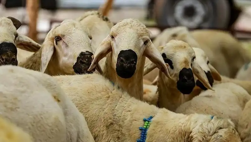 Kurban Bayramı 2025: Kurban Kesmek Farz Mıdır? Sık Sorulan 10 Soru