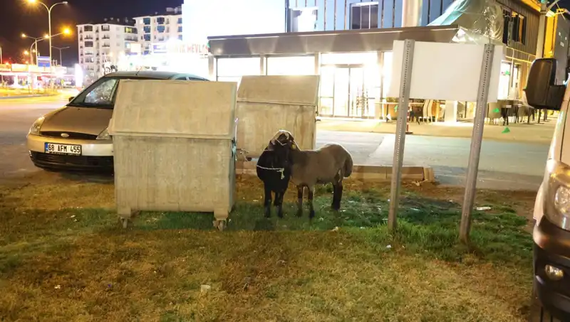 Mor Karaman Koyunları Yolda Başlarına Gelenleri Hayal Edin!