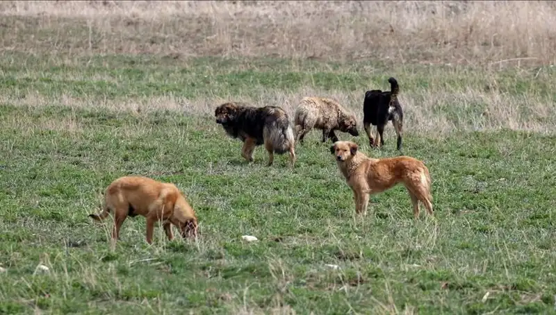 Ankara'da Sahipsiz Köpeklerle İlgili Şok Edici Cezalar Açıklandı