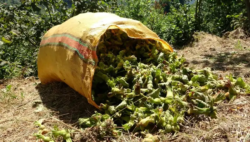 Giresun’da Fındık Hasadı Başladı: Yüzler Gülüyor, Umutlar Yeşeriyor