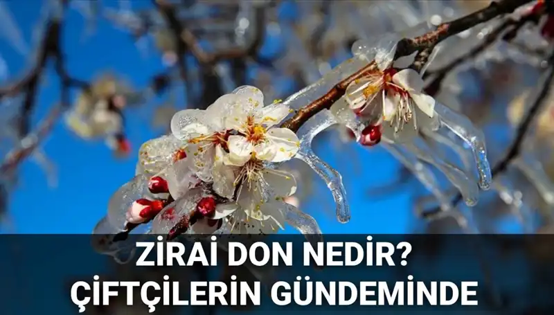 Türkiye'de Zirai Don Alarmı: Çiftçileri Bekleyen Riskler ve Çözüm Yolları