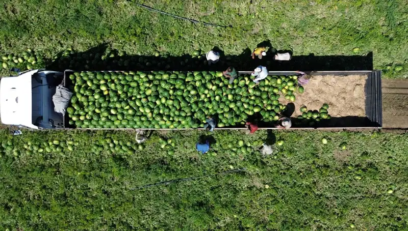Bafra Ovası'nda Karpuz Rekoltesi: 94 Bin 500 Ton Bekleniyor!