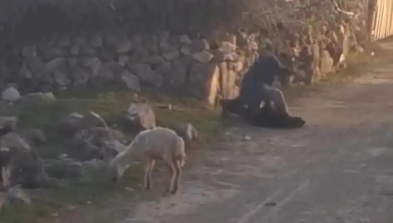 Koyuna Eziyet Eden Şahıs Gözaltına Alındı: Hayvan Hakları İçin Oh Bu Güzel Bir Gelişme