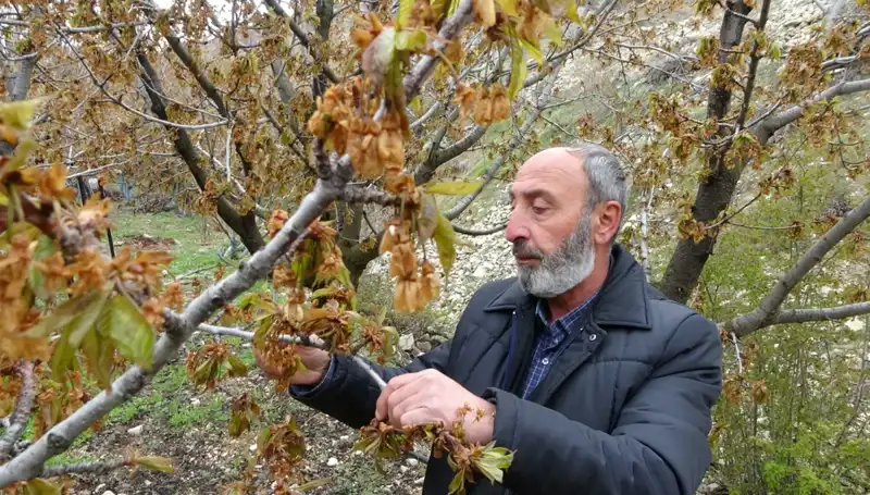 Zirai Don Alarmı: Kiraz Üreticileri Büyük Kayıplarla Yüz Yüze