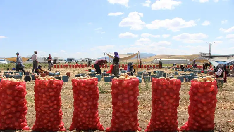 Amasya Elması, Avrupa ve Rusya Pazarlarında Kendine Yer Buldu